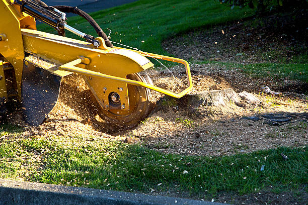 The Steps Involved in Our Tree Care Process in Lock Haven, PA